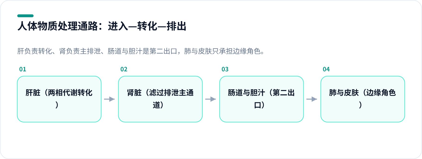 人体排毒与解毒通路示意图，展示肝、肾、肠道、肺在物质转化与排泄中的分工